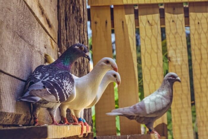 Pigeons as Pets: The Complete Guide to Domestic Dovekeeping