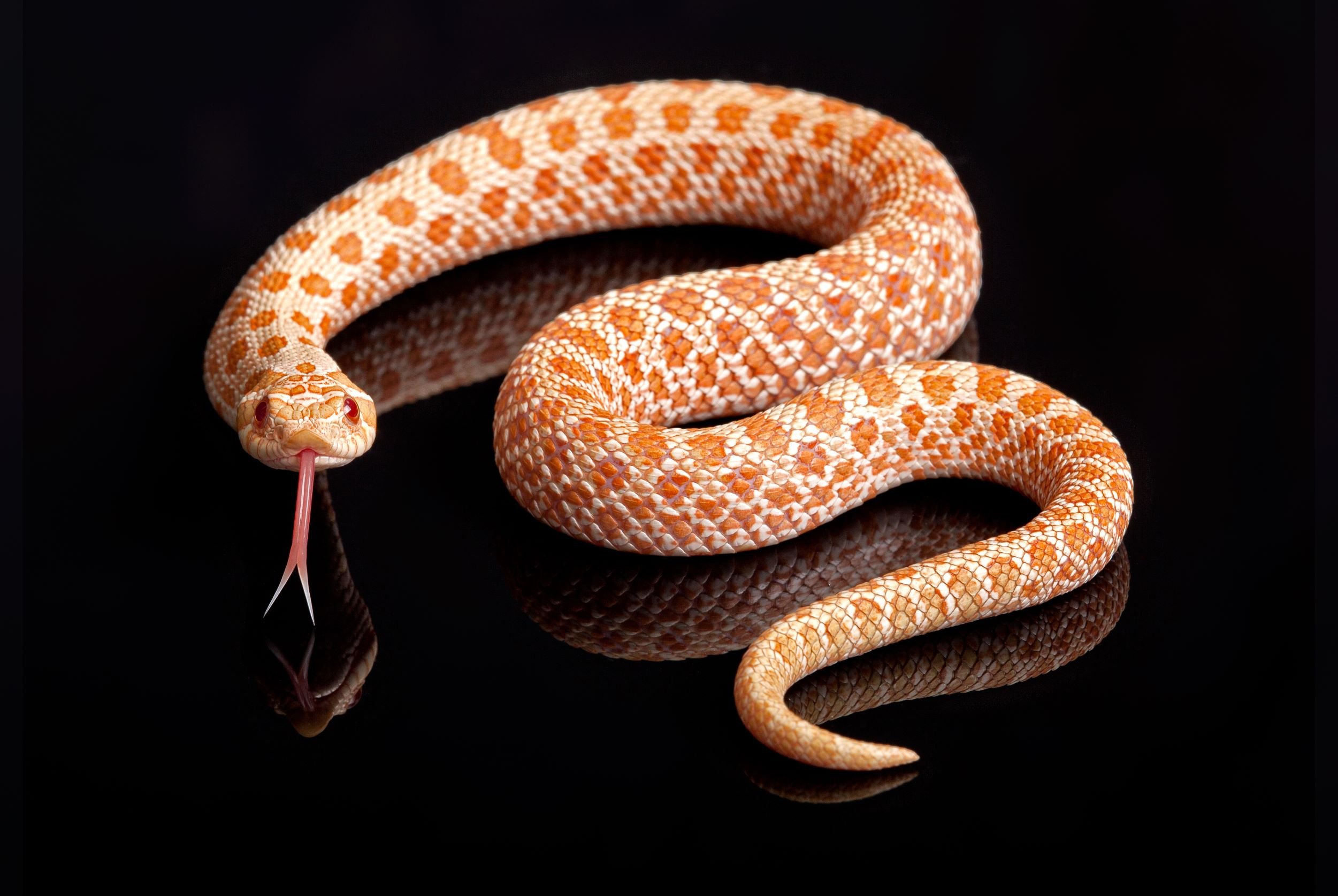 Hognose Snakes as Pets: Complete Guide for Prospective Owners
