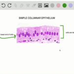 Body Cavities: Understanding Connections to the External Environment