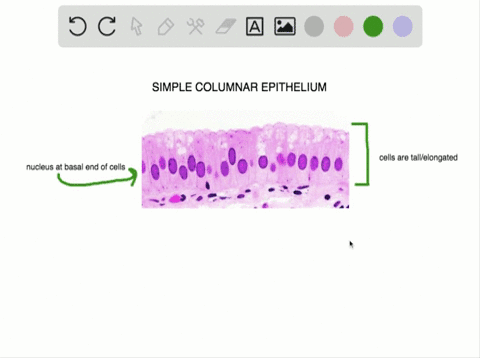 Body Cavities: Understanding Connections to the External Environment