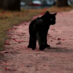 Cat Homing Abilities: The Remarkable Journey Back Home