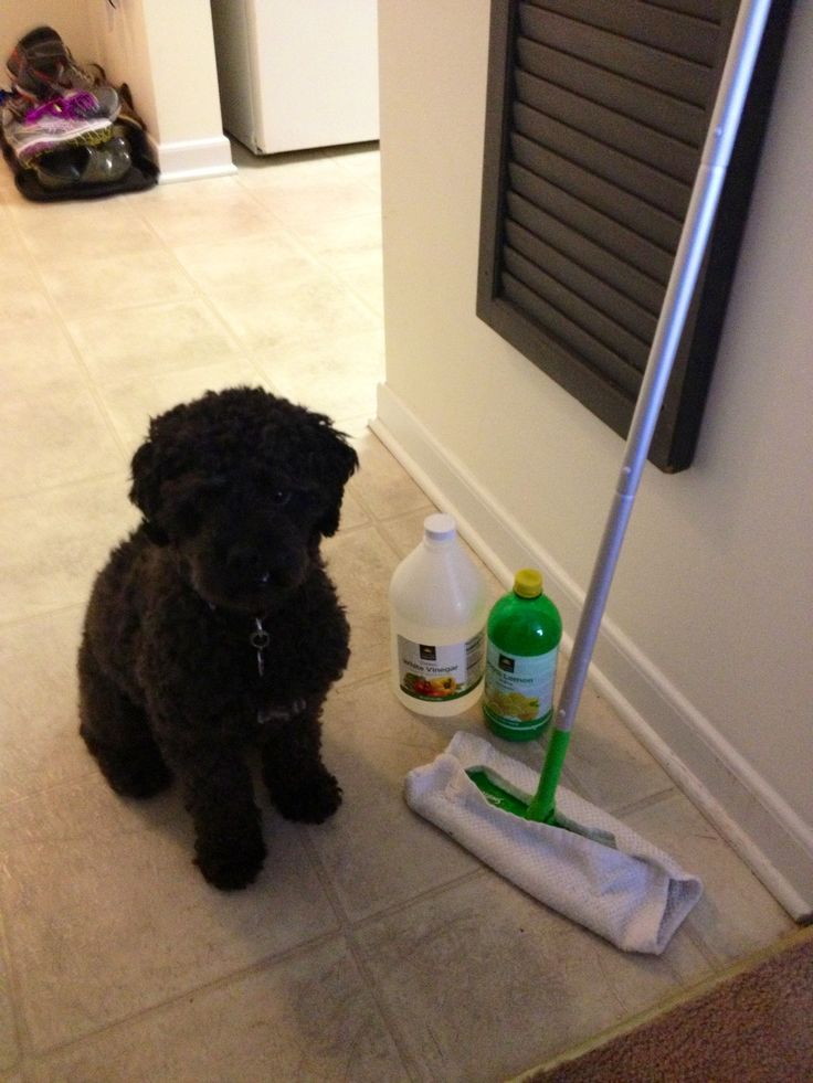 Pet-Safe Floor Cleaners: Complete Guide for Pet Owners