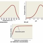 Environmental Factors and Enzyme Activity: Understanding the Critical Relationship
