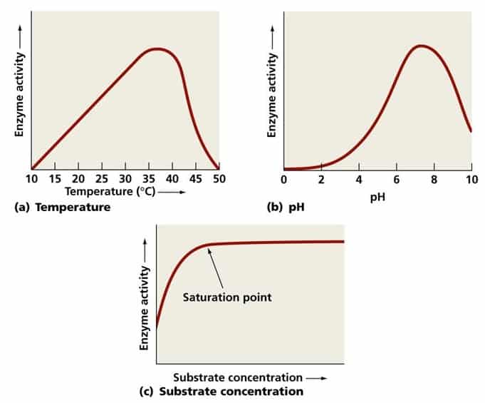 Environmental Factors and Enzyme Activity: Understanding the Critical Relationship