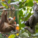 Sloth Survival Strategy: How Slow Movement Enhances Feeding Success