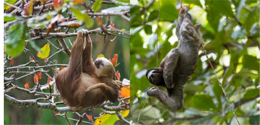 Sloth Survival Strategy: How Slow Movement Enhances Feeding Success
