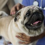 HSA for Pets: Understanding What’s Covered and Alternative Options