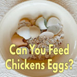 Chickens and Cat Food: Safe Feeding Practices for Poultry