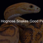 Hognose Snakes as Pets: Complete Guide for Prospective Owners