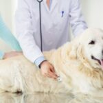 Pet Wellness Exams: The Complete Guide to Preventive Care