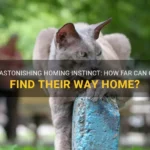 Cat Homing Abilities: How Far Can Your Feline Find Its Way Back?