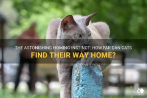 Cat Homing Abilities: How Far Can Your Feline Find Its Way Back?