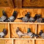 Pigeons as Pets: Complete Guide to Domesticated Pigeon Care and Ownership
