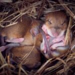 Mouse Travel Distance: How Far Mice Journey and Their Homing Abilities