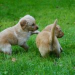 Effective Positive Reinforcement Training: Setting Your Puppy Up for Success