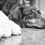 Comprehensive Strategies for Managing Separation Anxiety in Dogs