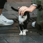 Urban Pet Adoption in 2025: Trends, Technology, and Community Impact