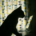 Why Microchipping Is Essential for Protecting Lost Pets