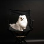 The Future of Pet Pampering: Emerging Trends in Luxury Pet Products for 2025