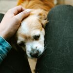 Comprehensive Support and Counseling for Pet Loss Grief: Finding Healing and Guidance