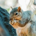 Which U.S. States Allow Squirrels as Pets? Legal Status, Permits, and How to Get Started