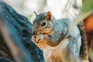 Which U.S. States Allow Squirrels as Pets? Legal Status, Permits, and How to Get Started