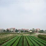 Mastering Real Estate Farming: Strategies for Building Local Authority and Generating Leads