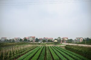 Mastering Real Estate Farming: Strategies for Building Local Authority and Generating Leads